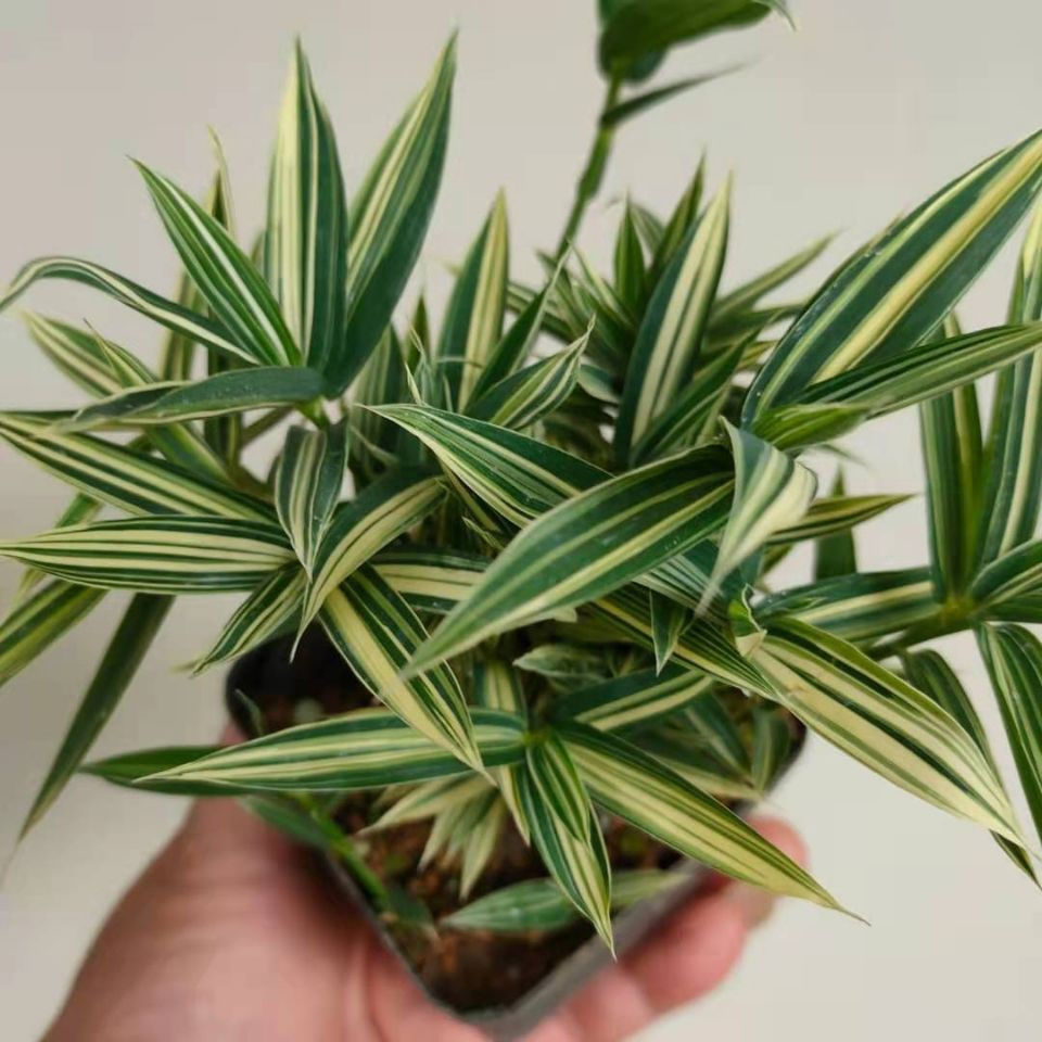 熊猫竹 菲白竹桌面绿植盆栽迷你竹子桌面微型盆景室内净化空气绿植