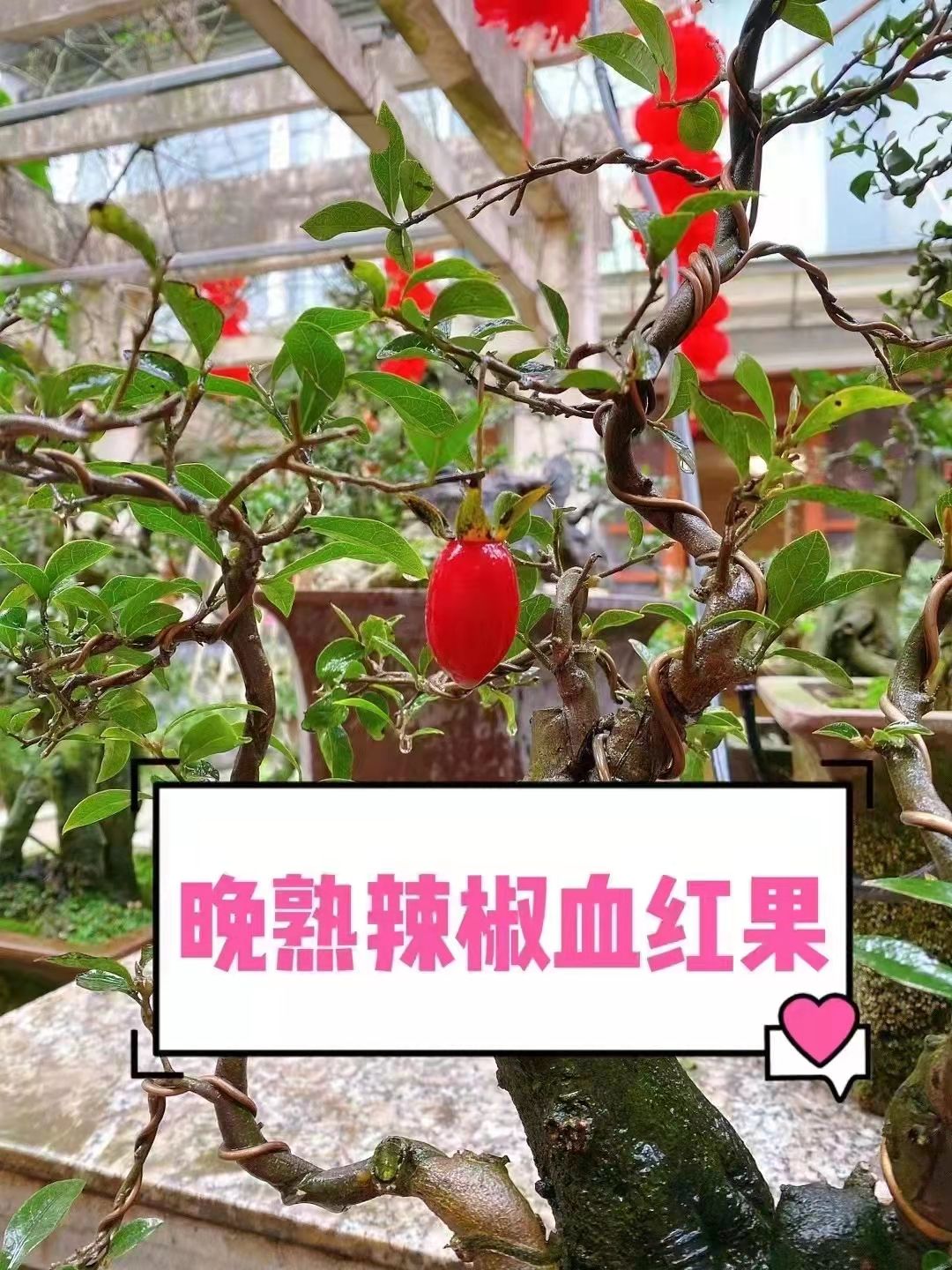 金彈子嫁接枝條葫蘆果花生果血紅果血鑽金彈子金蛋子盆栽小樹苗花生果