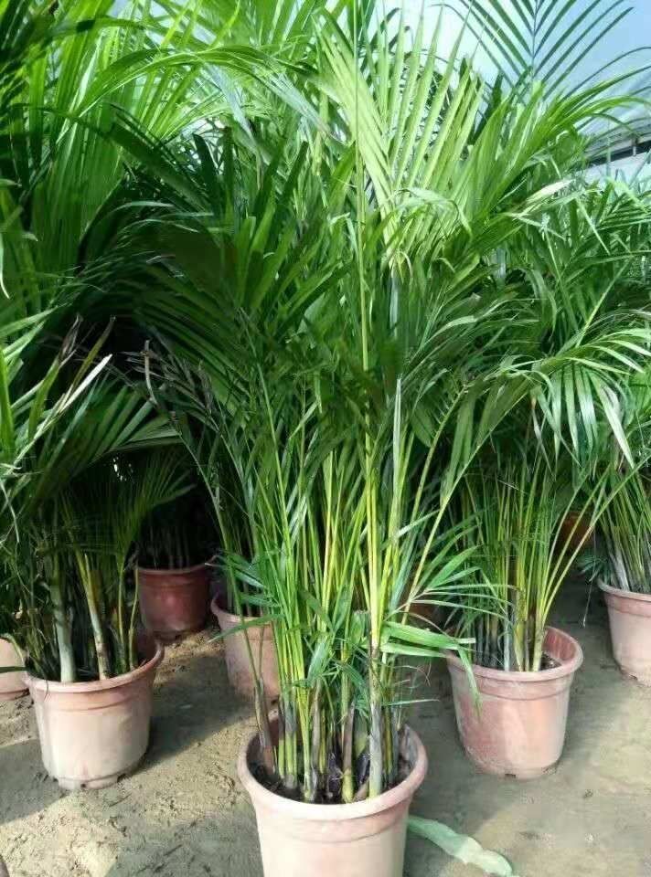 富贵椰子散尾葵富贵椰子凤尾竹大型客厅办公室内阳台盆栽绿植花卉四季