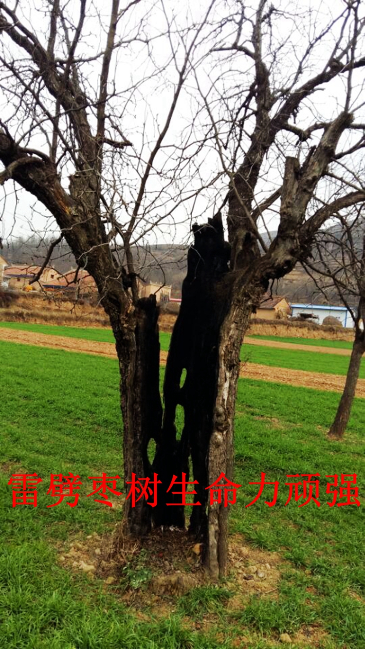雷击木原木雷击枣树原木雷击枣木千年雷劈枣树道教宗教法器自然雷击纹