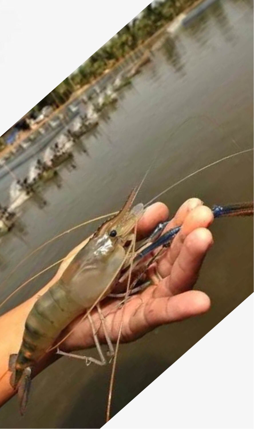 中国最大的淡水虾图片