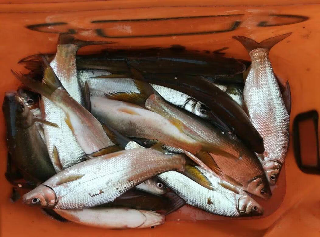 武汉天元邓刚红黄尾鱼饵料野钓大黄尾套餐红尾鲴鱼食钓黄尾专用饵料单