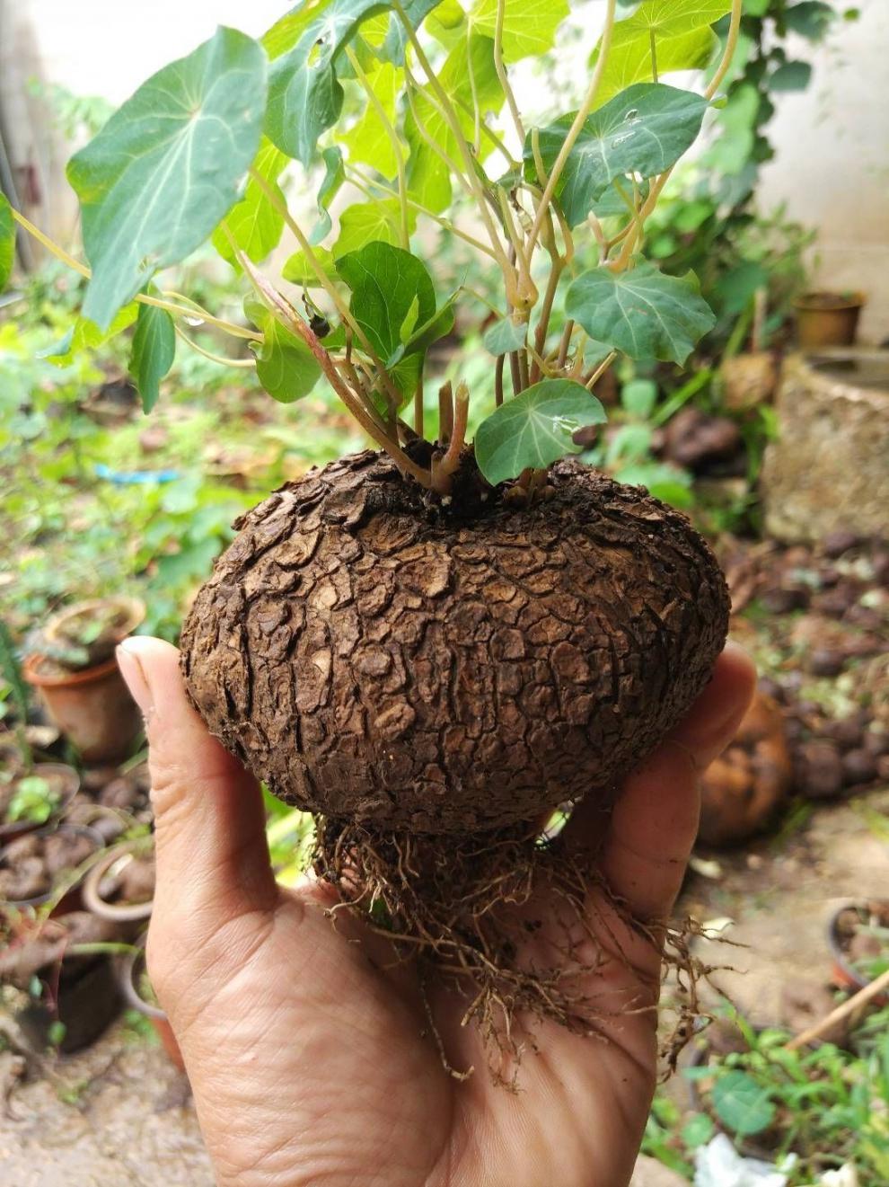 山烏龜血藤山烏龜非紅藤綠藤葉子枝幹紫色高端大氣上檔次盆景盆栽