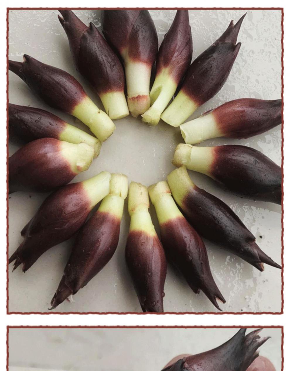 洋合姜的功效与作用_洋姜功效合作用与作用_洋姜功效合作用与禁忌