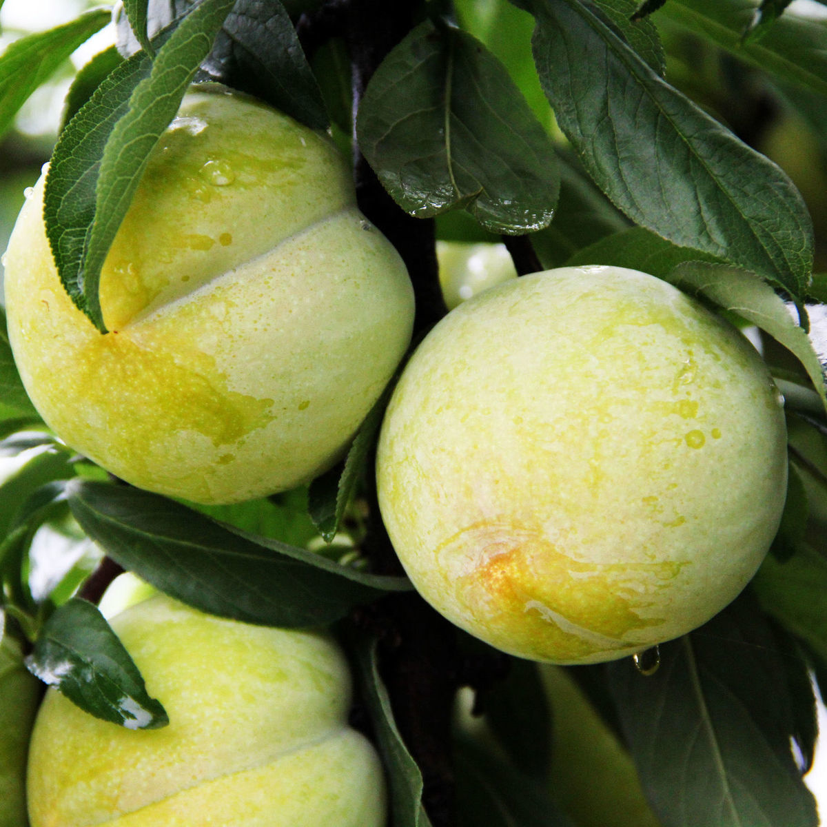 脆甜青李子秋姬李5斤陕西应季新鲜水果非脱骨李现摘10斤批发爽口带箱9