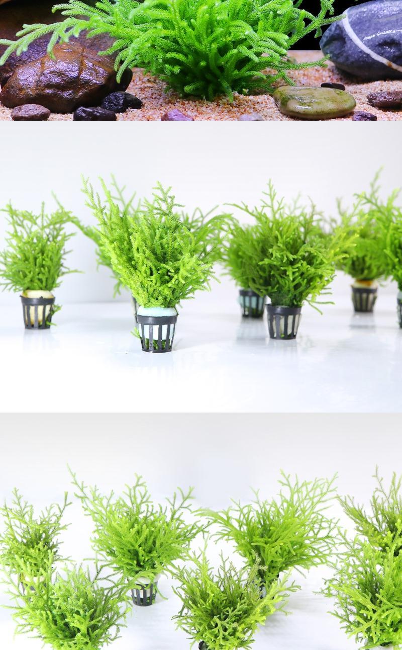 鹿角榕懒人活体水草无土耐活耐低温苔藓鱼缸生态瓶雨淋缸造景阴性