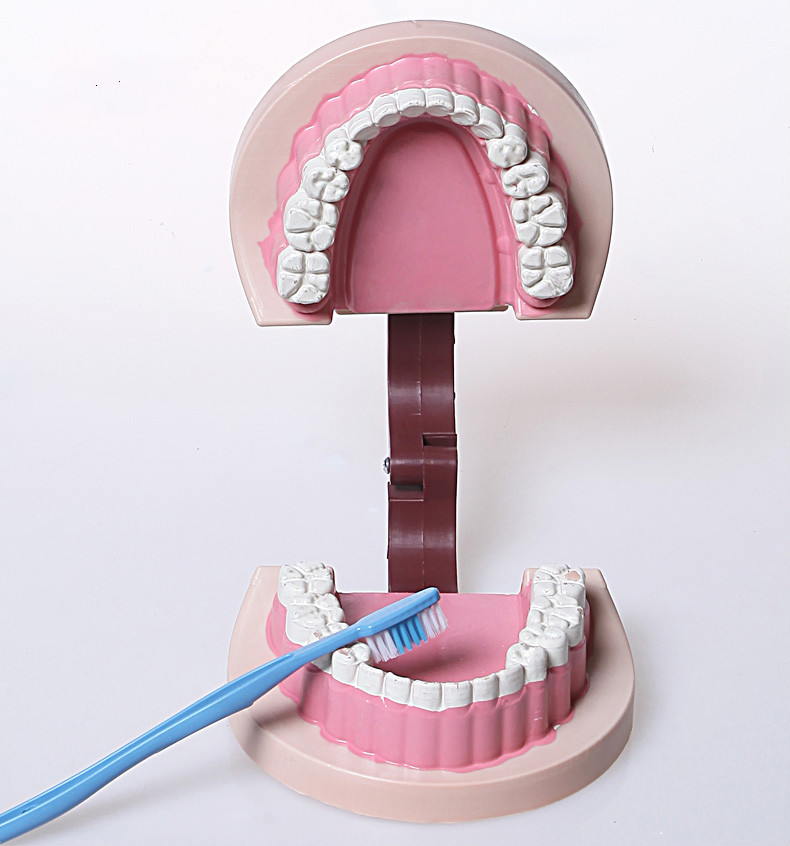 j39052牙齿模型口腔全口儿童牙列教学仪器小学科学