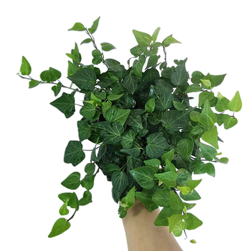 金边银边枫叶常春藤常青藤黄金海岸四季长青常绿 伊娃常春藤 育苗盆