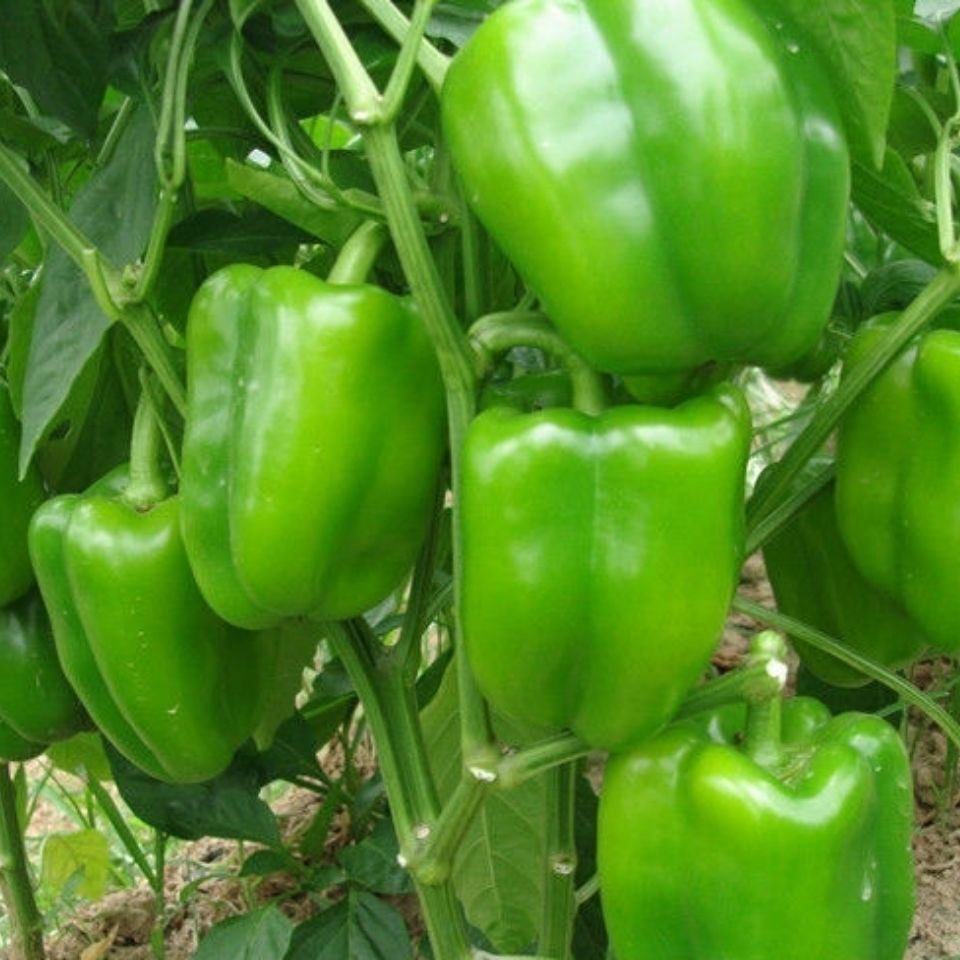 安徽萧研辣椒种子富万家105灯笼椒中早熟耐湿耐热抗病耐储运辣椒 富