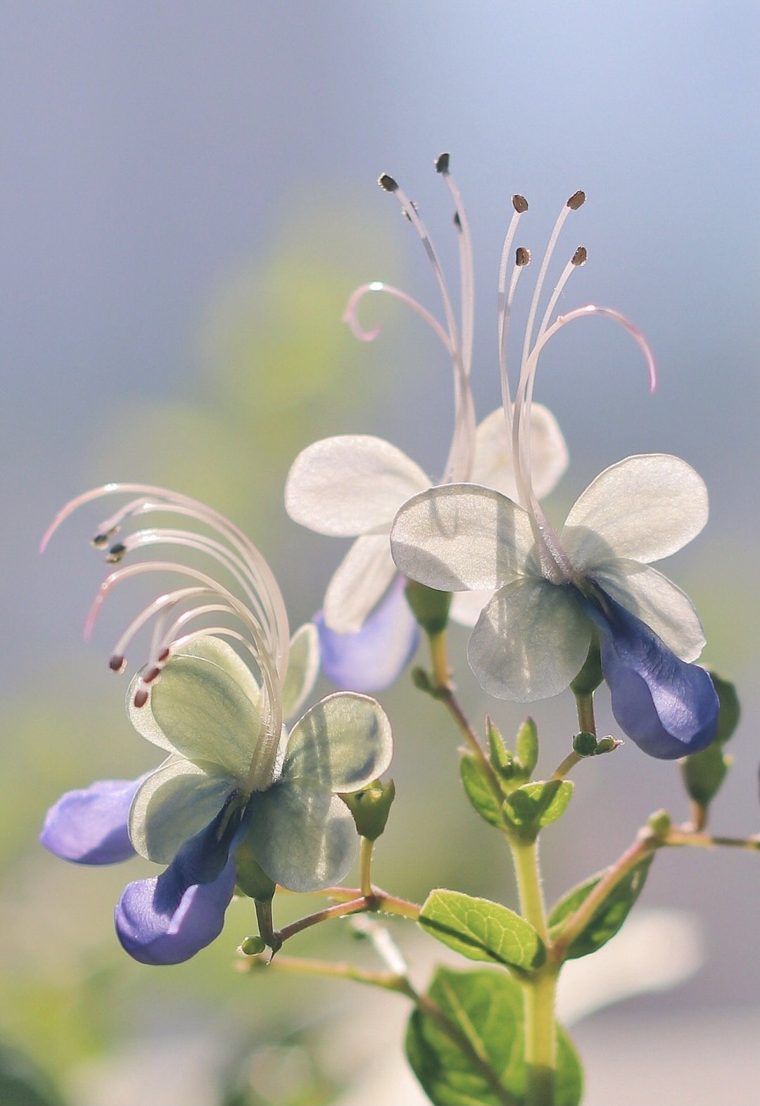 蓝蝴蝶花苗盆栽阳台花卉植物蝴蝶兰四季开花蓝色奇特花朵易养 当年