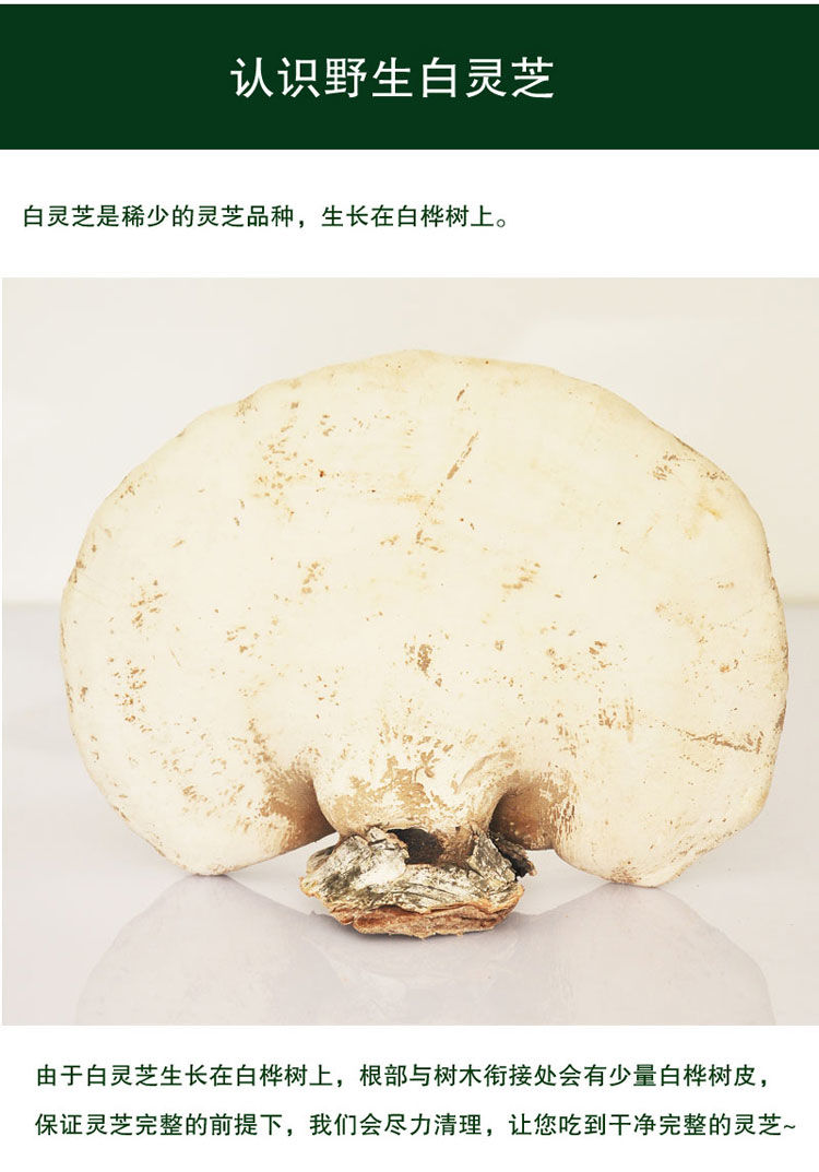 野生白灵芝东北长白山白桦树灵芝完整灵芝玉芝整枝林芝桦剥管菌御华