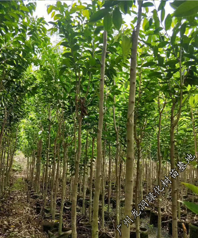 花姬正宗沉香樹苗名貴樹沉香苗珍貴海南沉香木苗珍稀植物沉香苗2030cm