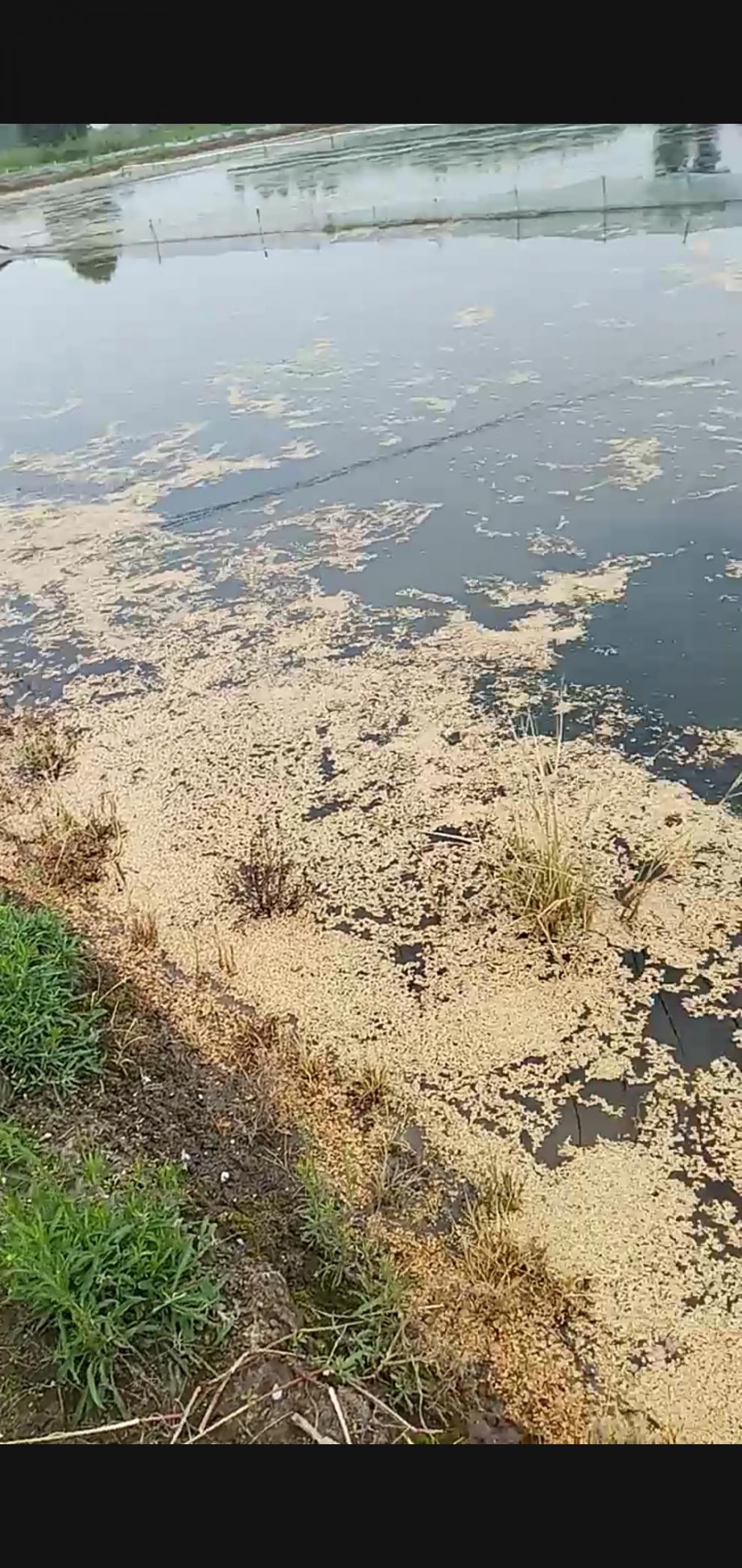 浮萍净水产养殖不伤鱼虾蟹蝌蚪除浮萍一喷灵克星杀除剂灭理20瓶箱