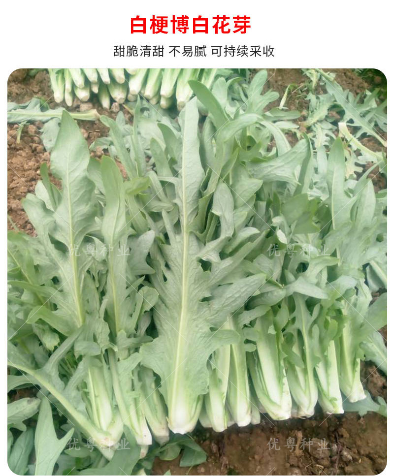 高州唛菜种子大圆叶恩平甜麦菜八甲唛种籽多枝花芽苦麻菜蔬菜种孑正宗