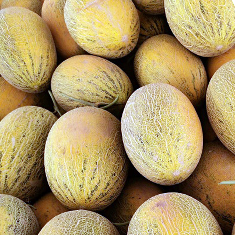 【空运】正宗新疆特产伽师瓜 八六王哈密瓜 新鲜当季水果 喀什甜瓜 现