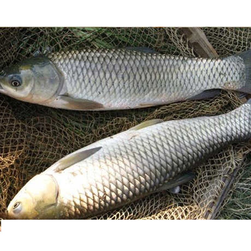 中山脆鲩鱼脆肉皖鱼草鱼整条新鲜脆肉鲩分割鱼腩鱼片鱼骨煲汤火锅食材