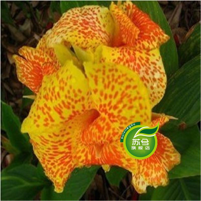 花卉植物盆栽美人蕉种球美人蕉根美人焦苗庭院绿化种植当年开花双色