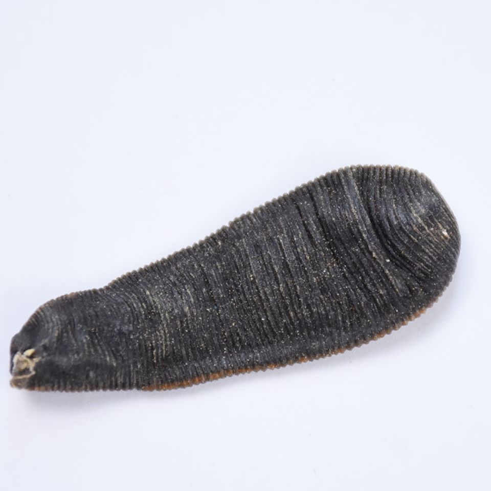 精选金边水蛭中药材 蚂蝗干 水蛭 蚂蟥 清水吊干 250g(半斤袋装)