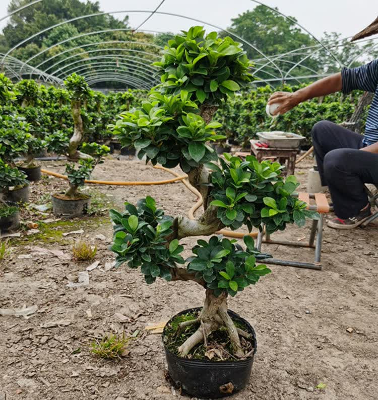 人参榕小叶榕树造型盆景室内阳台植物盆栽绿植地瓜榕老桩易养四季竖纹