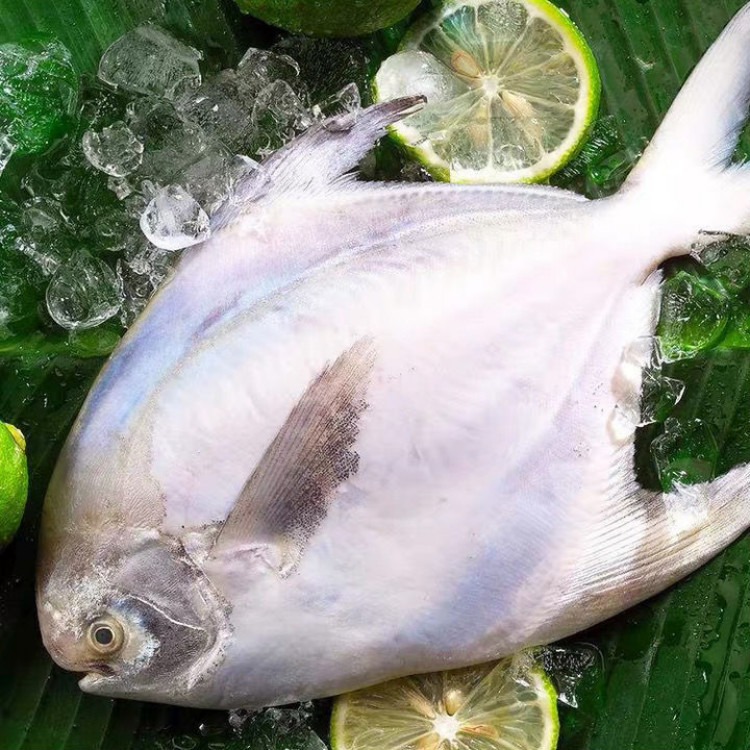 流连湾【1斤1条】东海鲳鱼白鲳鱼银鲳鱼平鱼海鲜活冻扁鲳鱼冷冻发货 1