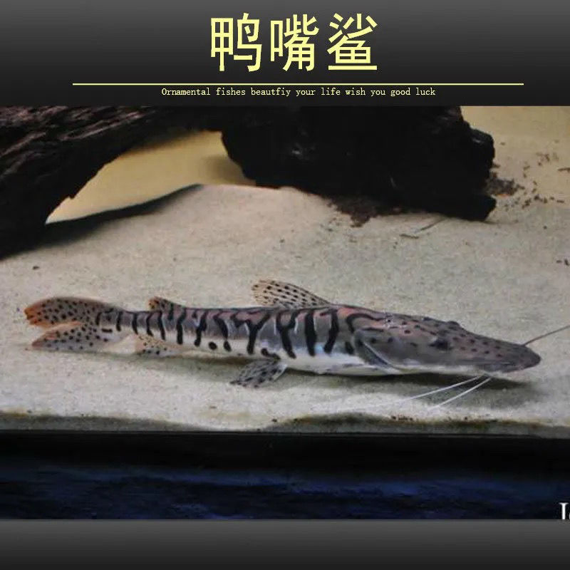 虎斑鸭嘴鲨鱼活体虎纹鸭嘴鱼淡水鲨鱼大型凶猛热带观赏鱼包活 15-17cm