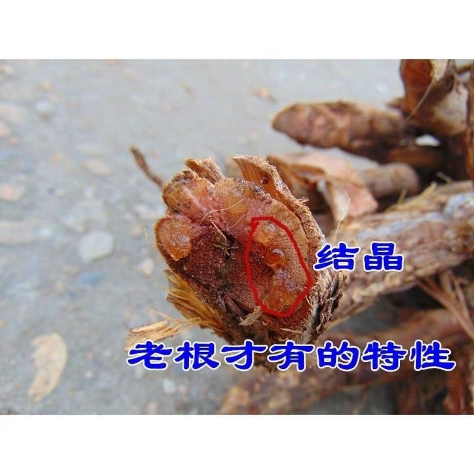 【亏本卖3天】云南野生中药材野葡萄根 山葡萄根 100 250 500 100克