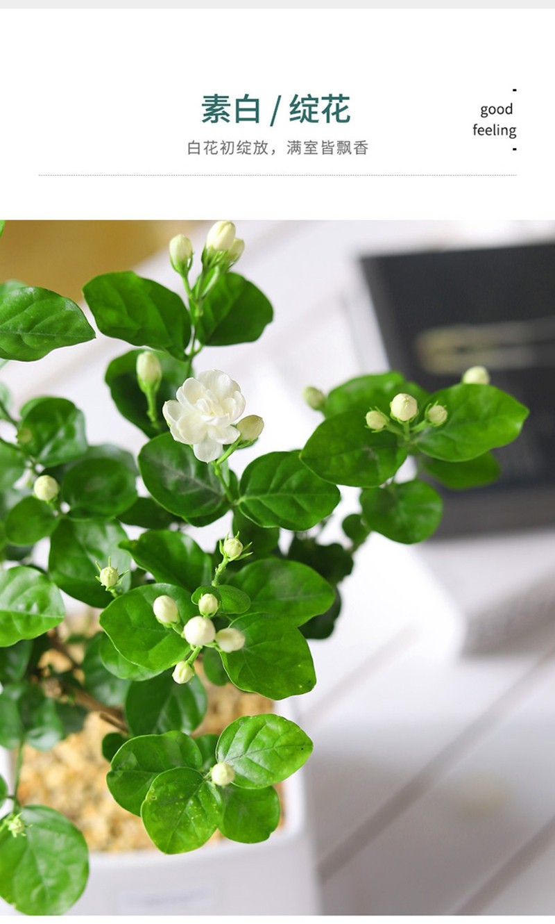 牵挂重瓣白茉莉盆栽花苗室内双色茉莉花苗香味浓郁花卉七夕情人节礼