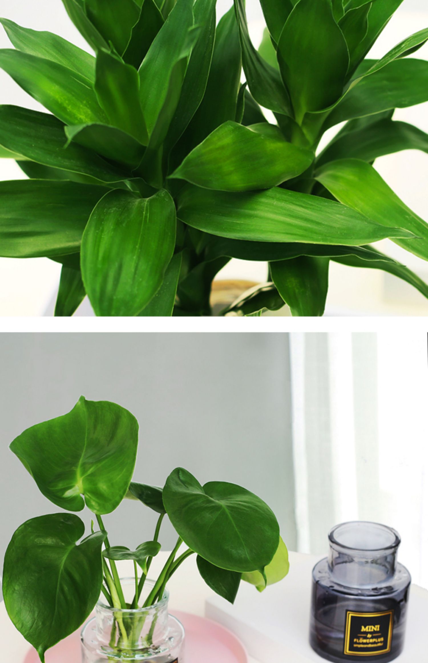 【淘舞】淘舞 白玉虎皮兰盆栽室内植物办公室无土水培绿植小盆栽 蓝色