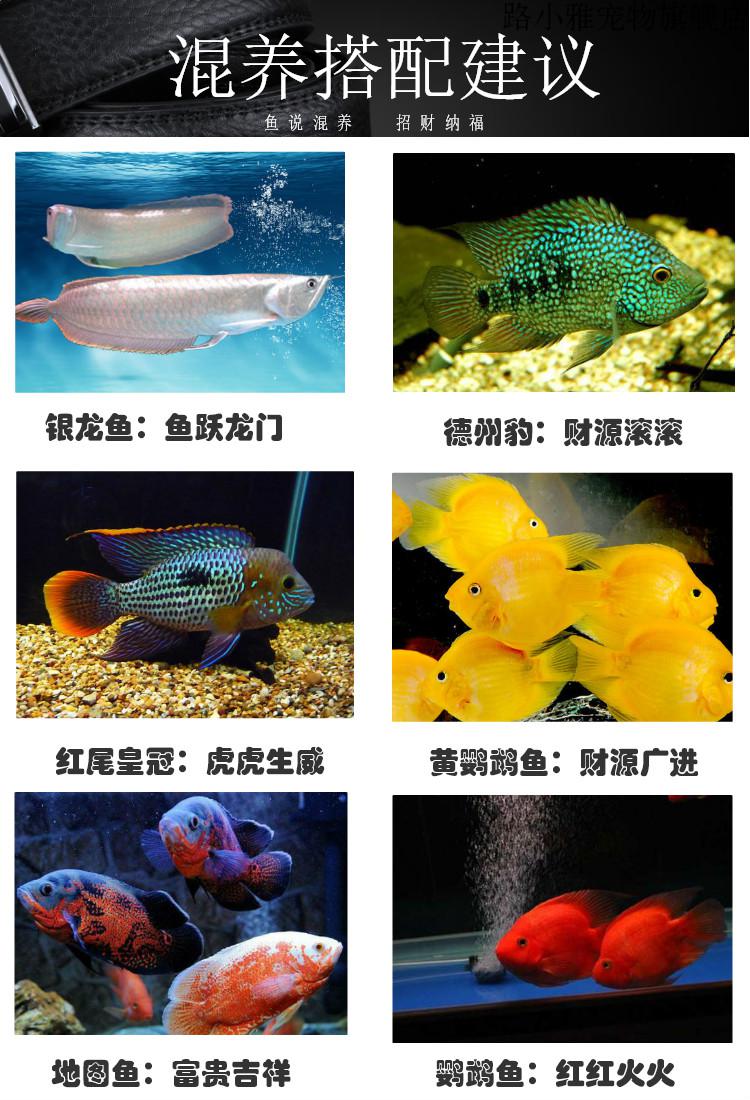 魚戰船活體黑眼紅眼熱帶觀賞魚大中型風水魚發財魚白1720cm2條