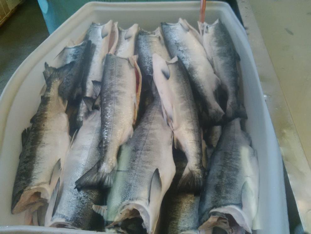 东北抚远大马哈鱼 去头去尾咸鱼块 新鲜木桶腌制大马哈鱼咸鱼500g