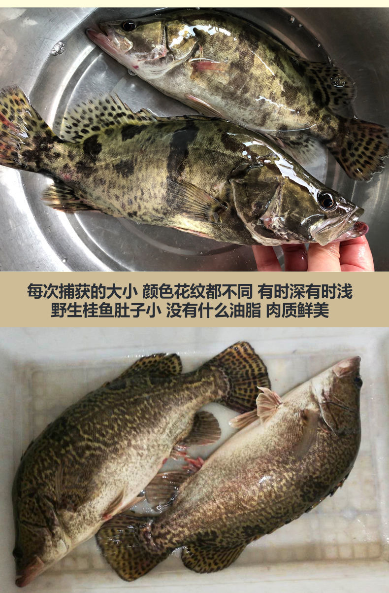 淡水湖桂鱼鳜鱼鳌花鱼桂花鱼季花鱼新鲜下单现杀半斤条一条装