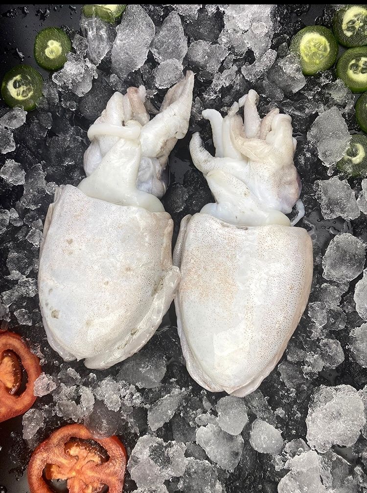 墨鱼新鲜乌贼目鱼墨斗鱼海水鱼新鲜海鲜鲜活海鲜批发三斤装