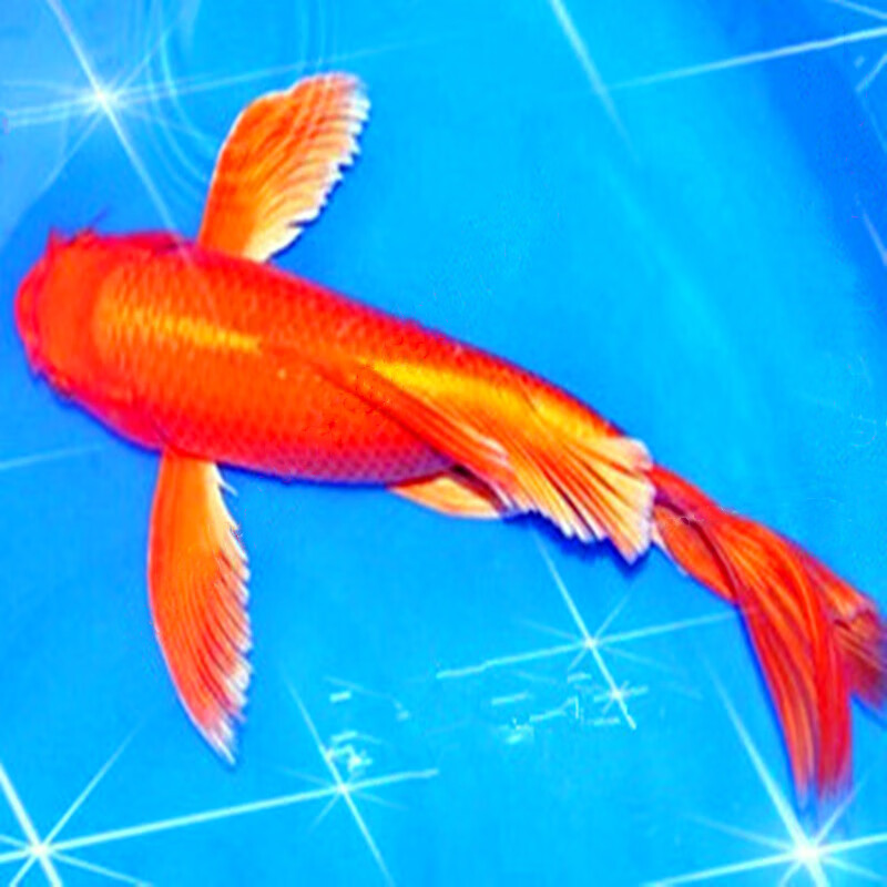 荣郁荣郁日本纯种龙凤锦鲤黄金龙凤锦鲤鱼活体白金龙凤红金龙凤球形