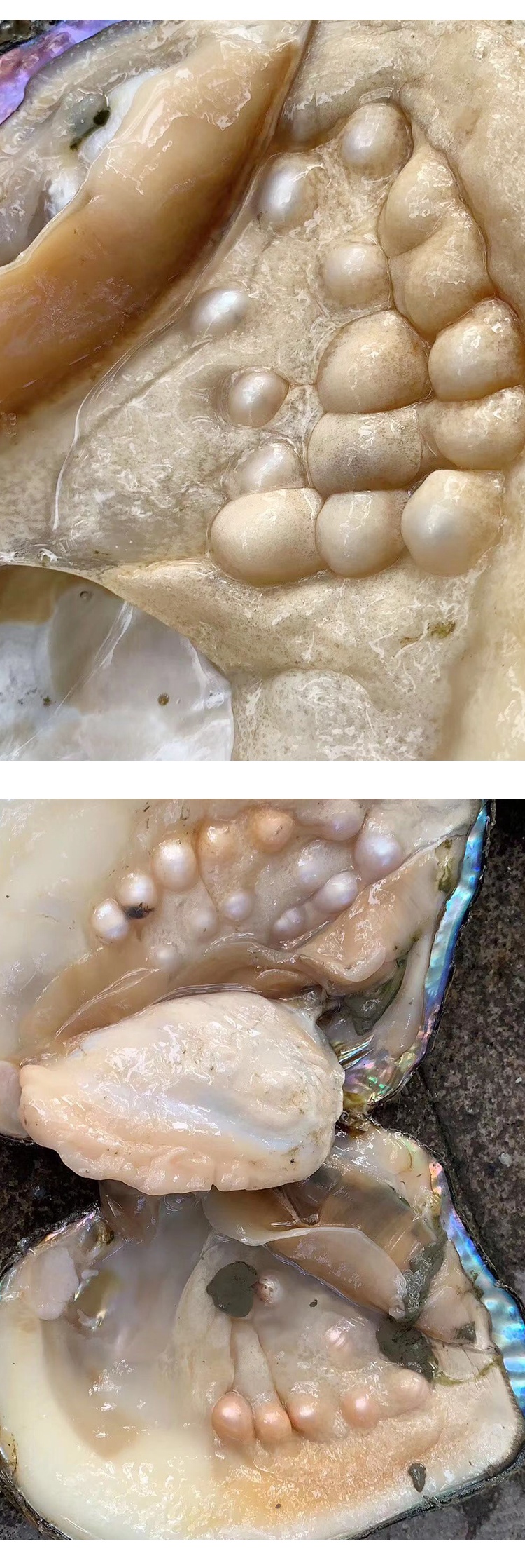 铭心珍珠蚌自己开珍珠蚌盲盒河蚌多珍珠贝壳活蚌自己开鲜活迷你淡水