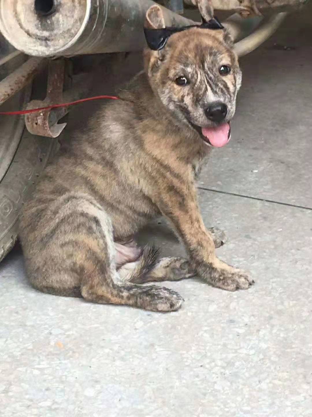 京东推荐荣郁土狗活体活物苗幼犬大型中华田园犬农村看家护院领养幼崽