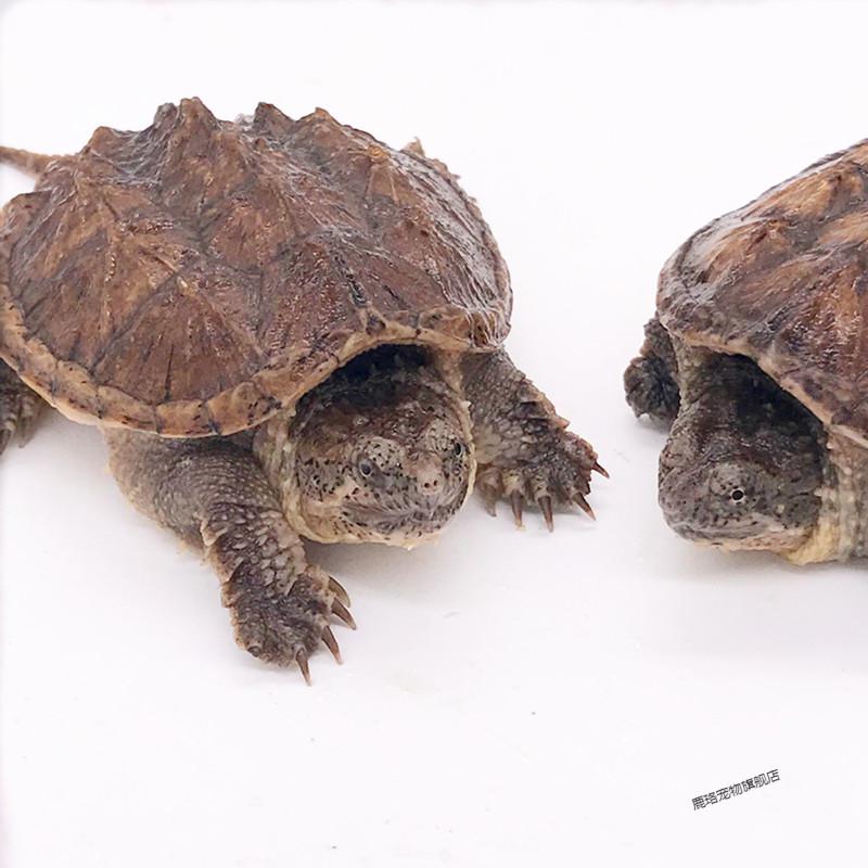 【鹿珞】鳄龟活物龟杂佛小鳄龟苗凶猛爆刺纯佛北美宠物乌龟原种佛鳄龟