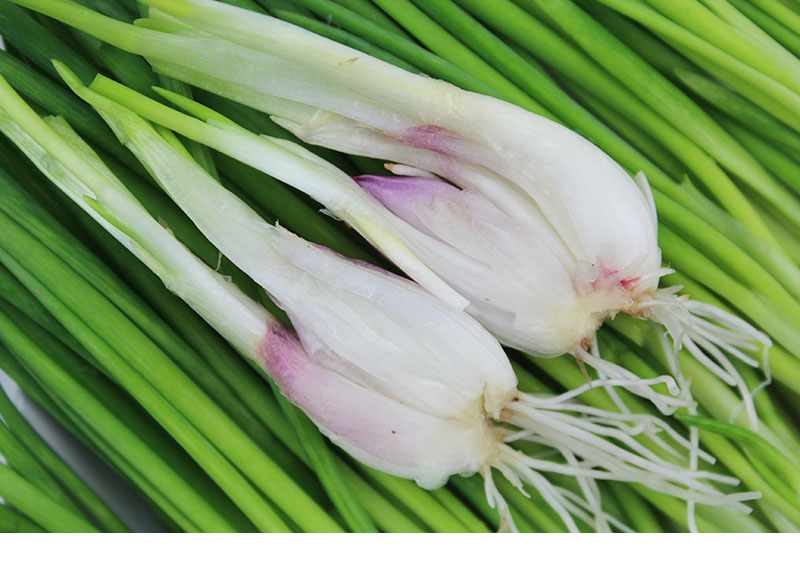 红头葱种子种籽火葱小葱小香葱葱苗葱种阳台四季盆栽孑红葱头种头 红