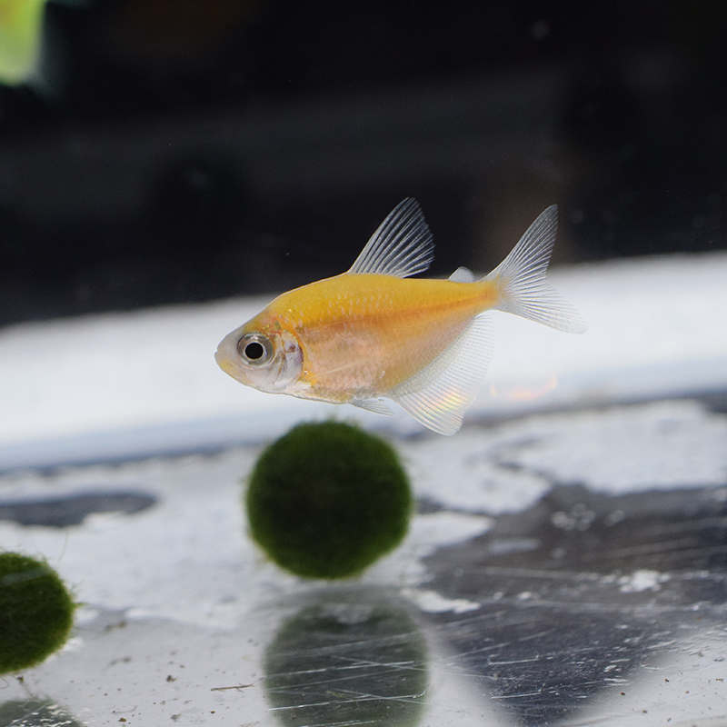 青苹果天使鱼柠檬天使鱼观赏荧光彩裙绿衣紫衣天使鱼小型鱼活体鱼 青