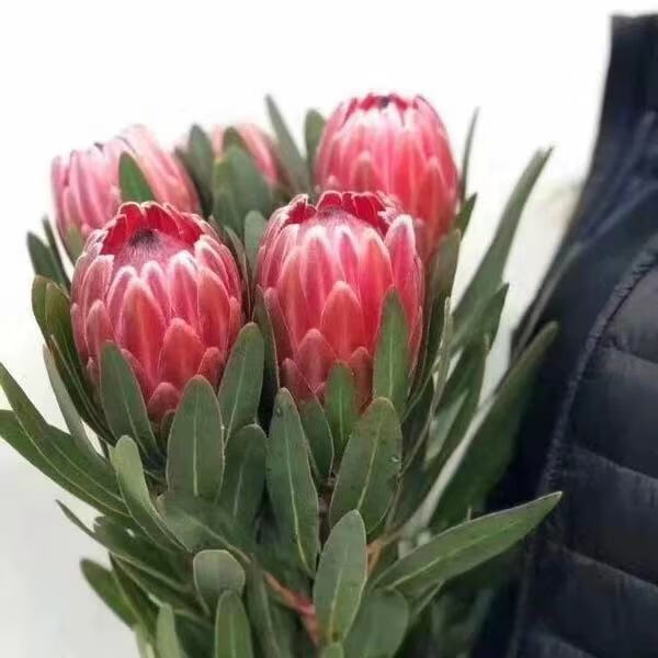 高端进口花公主花鲜花花束婚庆用花家庭办公室商务水养插画小公主红色