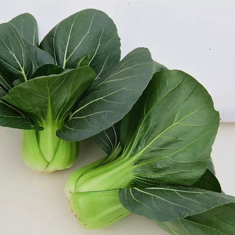 黑矮人黑叶苏州青种籽耐寒耐热抗病春夏秋季栽培青菜种孑晓富特矮苏州