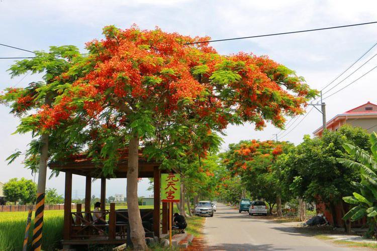 凤凰木树苗. 蓝花楹树苗珍贵树苗.