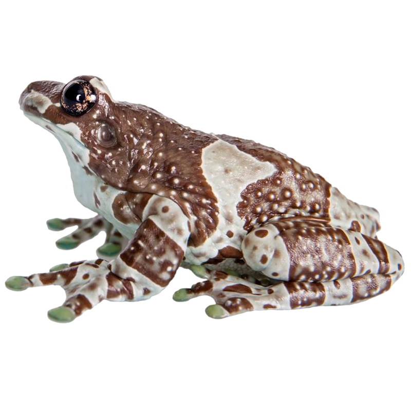 蛙黑白迷彩蛙异类宠小蝌蚪蛙冷门宠物蛙家养办公室观赏蛙包活-岚黛 蜡