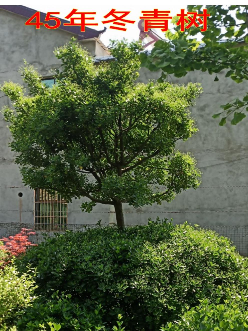 精品冬青樹苗大樹球庭院獨杆大葉黃楊樹苗四季常青植物風景樹 每顆都