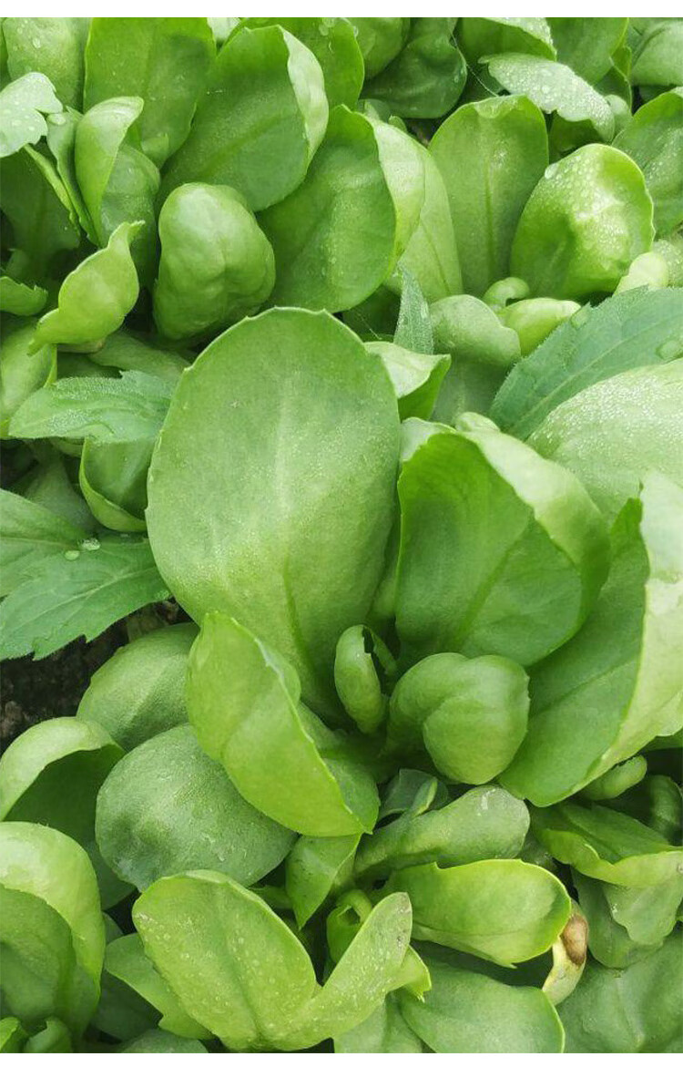 大叶小叶茼蒿种子种籽皇帝菜秋冬冬季籽种蔬菜孑菜籽茼蒿菜种青菜