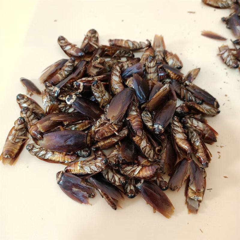 伟博蟑螂 蟑螂干美洲大蠊蟑螂 蟑螂虫干蟑螂粉50-500克 蟑螂干250克