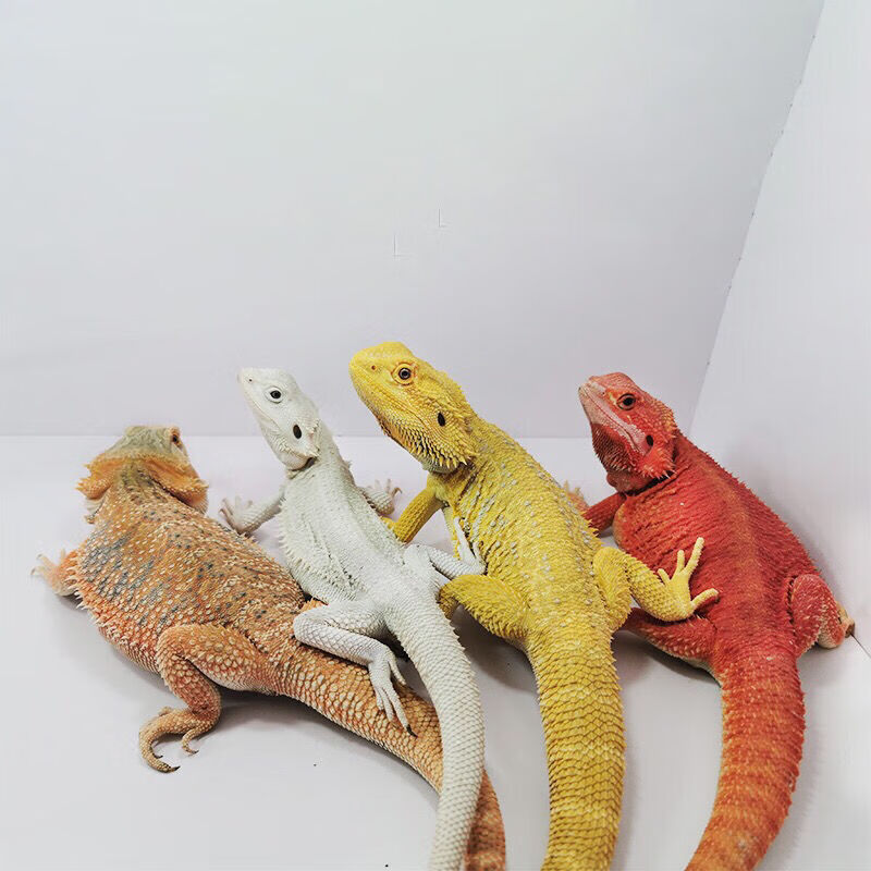 店铺推荐人工饲养橘子爬宠活体蜥蜴活体爬宠爬虫异宠活体鬃狮豹纹守宫