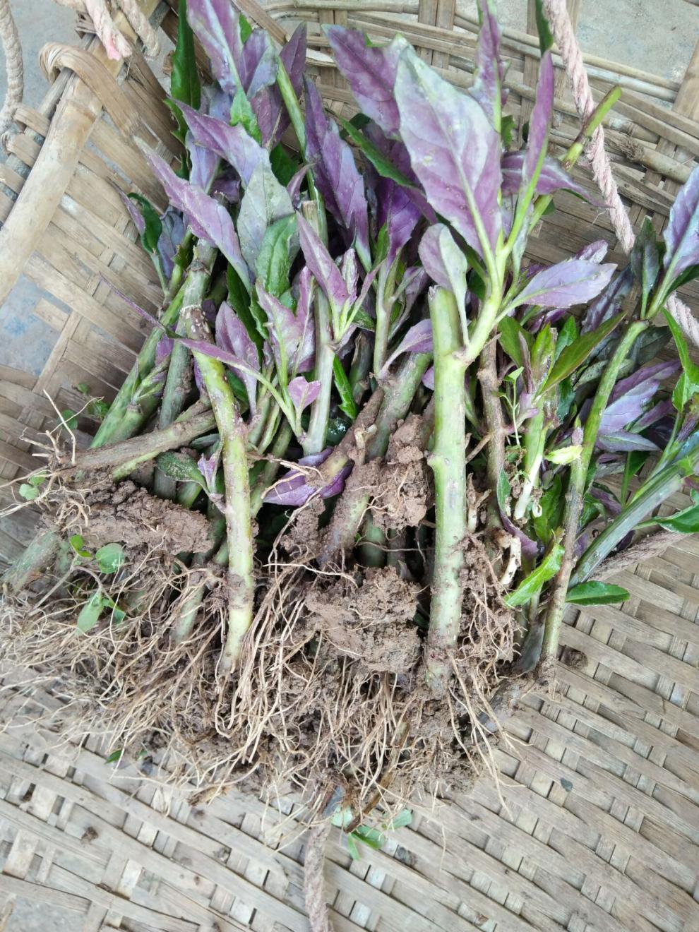 紫背菜种苗20株紫背天葵苗血皮菜蔬菜苗 皮菜蔬菜苗【图片 价格 品牌