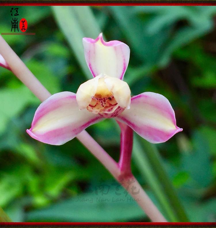 建兰铭品红素国魂市长红梅夏带花苞出售好养花卉盆栽兰花苗草大一品一