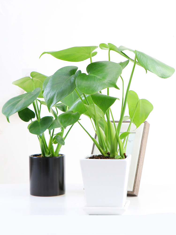 大盆栽室内客厅老桩大型绿植水培植物水养桌面 15d玻璃瓶30-40厘米 未