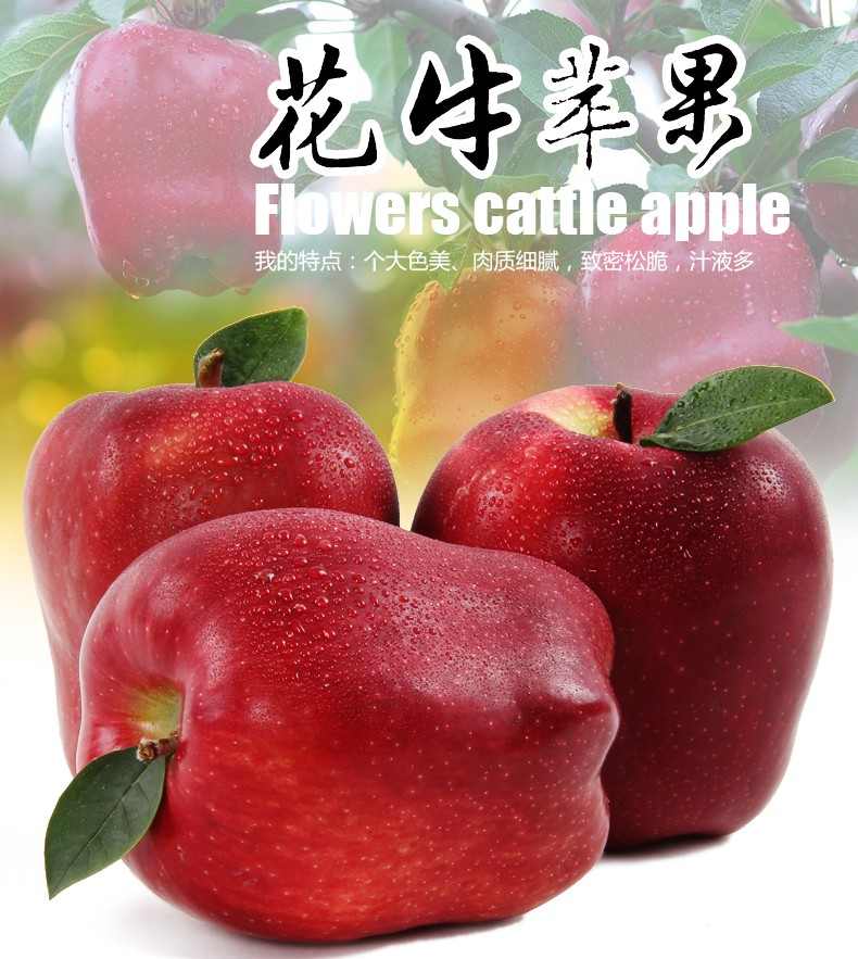 花牛苹果国产红蛇果新鲜水果甘肃天水花牛带箱910斤大果